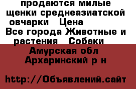 продаются милые щенки среднеазиатской овчарки › Цена ­ 30 000 - Все города Животные и растения » Собаки   . Амурская обл.,Архаринский р-н